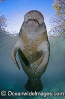 Florida Manatee Photo - David Fleetham