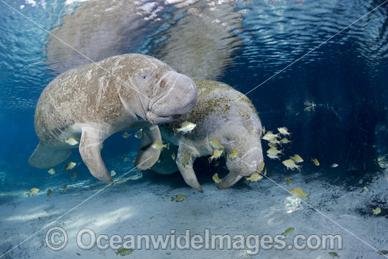 Florida Manatee photo Florida Manatee photo