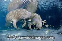 Florida Manatee Photo - David Fleetham