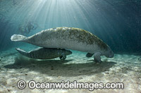 Florida Manatee mother with calf Photo - David Fleetham