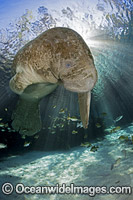 Florida Manatee Photo - David Fleetham