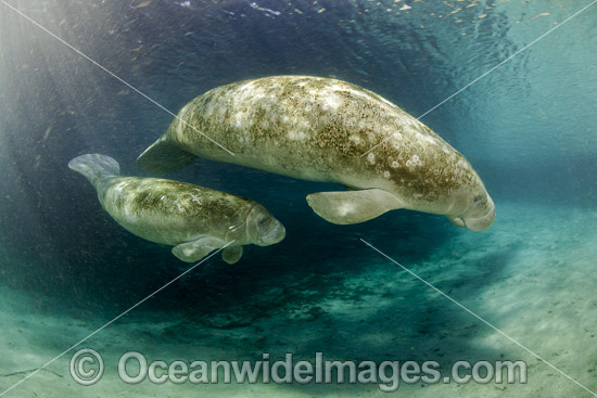 Florida Manatee mother with calf photo Florida Manatee mother with calf photo