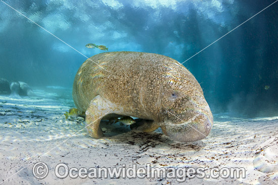 Florida Manatee photo Florida Manatee photo