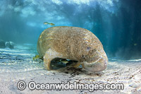 Florida Manatee Photo - David Fleetham