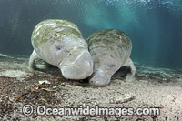 Florida Manatee Photo - David Fleetham