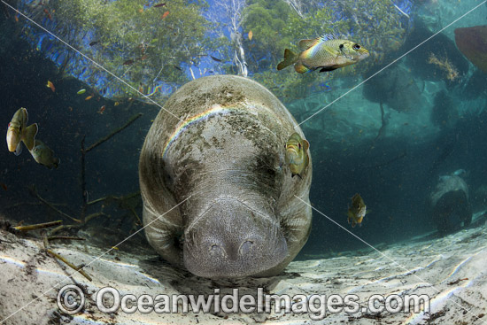 Florida Manatee photo Florida Manatee photo