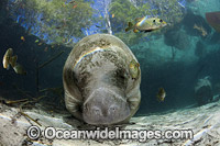 Florida Manatee Photo - David Fleetham