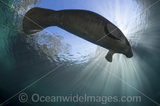 Florida Manatee photo Florida Manatee photo