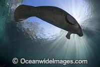 Florida Manatee Photo - David Fleetham