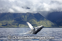 Humpback Whale Breaching Photo - David Fleetham