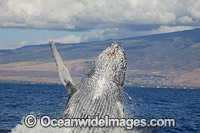 Humpback Whale Breaching Photo - David Fleetham