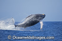 Humpback Whale Breaching Photo - David Fleetham