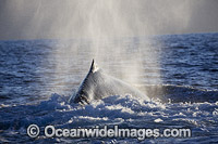 Humpback Whales on surface Photo - David Fleetham