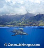 Humpback Whale Hawaii Photo - David Fleetham