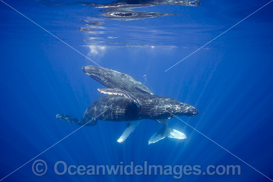 Humpback Whale Hawaii photo Humpback Whale Hawaii photo
