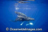 Humpback Whale Hawaii Photo - David Fleetham
