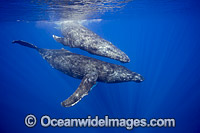 Humpback Whale underwater Photo - David Fleetham