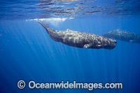 Sperm Whale underwater Photo - David Fleetham
