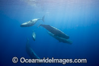Sperm Whale underwater Photo - David Fleetham