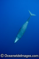 Sperm Whale underwater Photo - David Fleetham