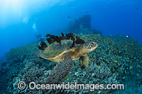 Surgeonfish cleaning Green Sea Turtle Photo - David Fleetham