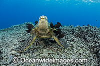 Surgeonfish cleaning Green Sea Turtle Photo - David Fleetham