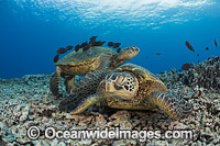 Surgeonfish cleaning Green Sea Turtle Photo - David Fleetham