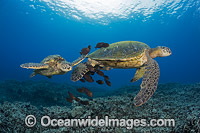Surgeonfish cleaning Green Sea Turtle Photo - David Fleetham