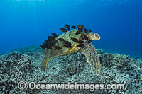 Surgeonfish cleaning Green Sea Turtle Photo - David Fleetham