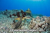 Surgeonfish cleaning Green Sea Turtle Photo - David Fleetham