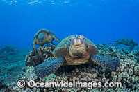 Green Sea Turtle at cleaning station Photo - David Fleetham
