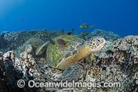 Green Sea Turtle at cleaning station Photo - David Fleetham