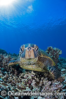 Green Sea Turtle Photo - David Fleetham