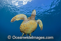 Green Sea Turtle Photo - David Fleetham