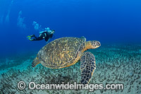 Diver with Green Sea Turtle Photo - David Fleetham