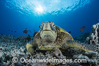 Green Sea Turtle Photo - David Fleetham