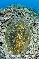 Green Sea Turtle Photo - David Fleetham
