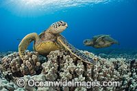 Green Sea Turtle Photo - David Fleetham