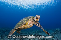 Green Sea Turtle Photo - David Fleetham
