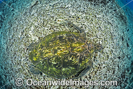 Green Sea Turtle photo Green Sea Turtle photo