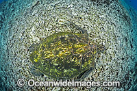 Green Sea Turtle Photo - David Fleetham