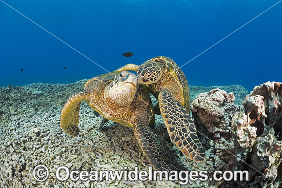 Green Sea Turtle photo Green Sea Turtle photo