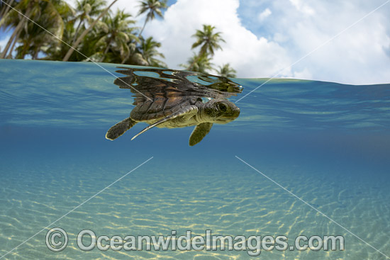Green Sea Turtle hatchling photo Green Sea Turtle hatchling photo