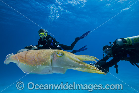 Common Cuttlefish photo Common Cuttlefish photo