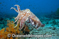 Broadclub Cuttlefish Photo - David Fleetham
