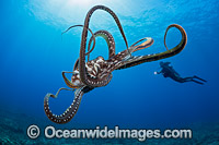 Day Octopus Photo - David Fleetham