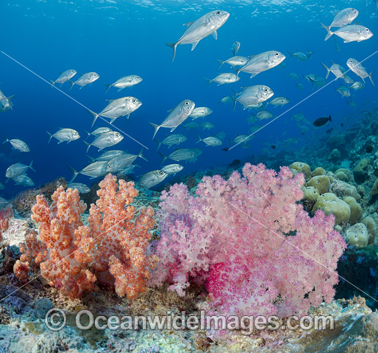 Reef and Fish photo Reef and Fish photo