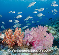 Reef and Fish Photo - David Fleetham