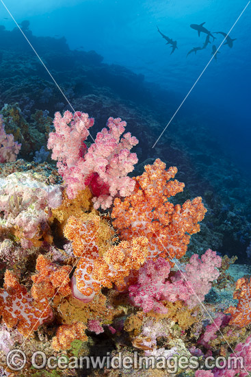 Sharks and Reef Scene photo Sharks and Reef Scene photo