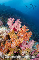 Sharks and Reef Scene Photo - David Fleetham